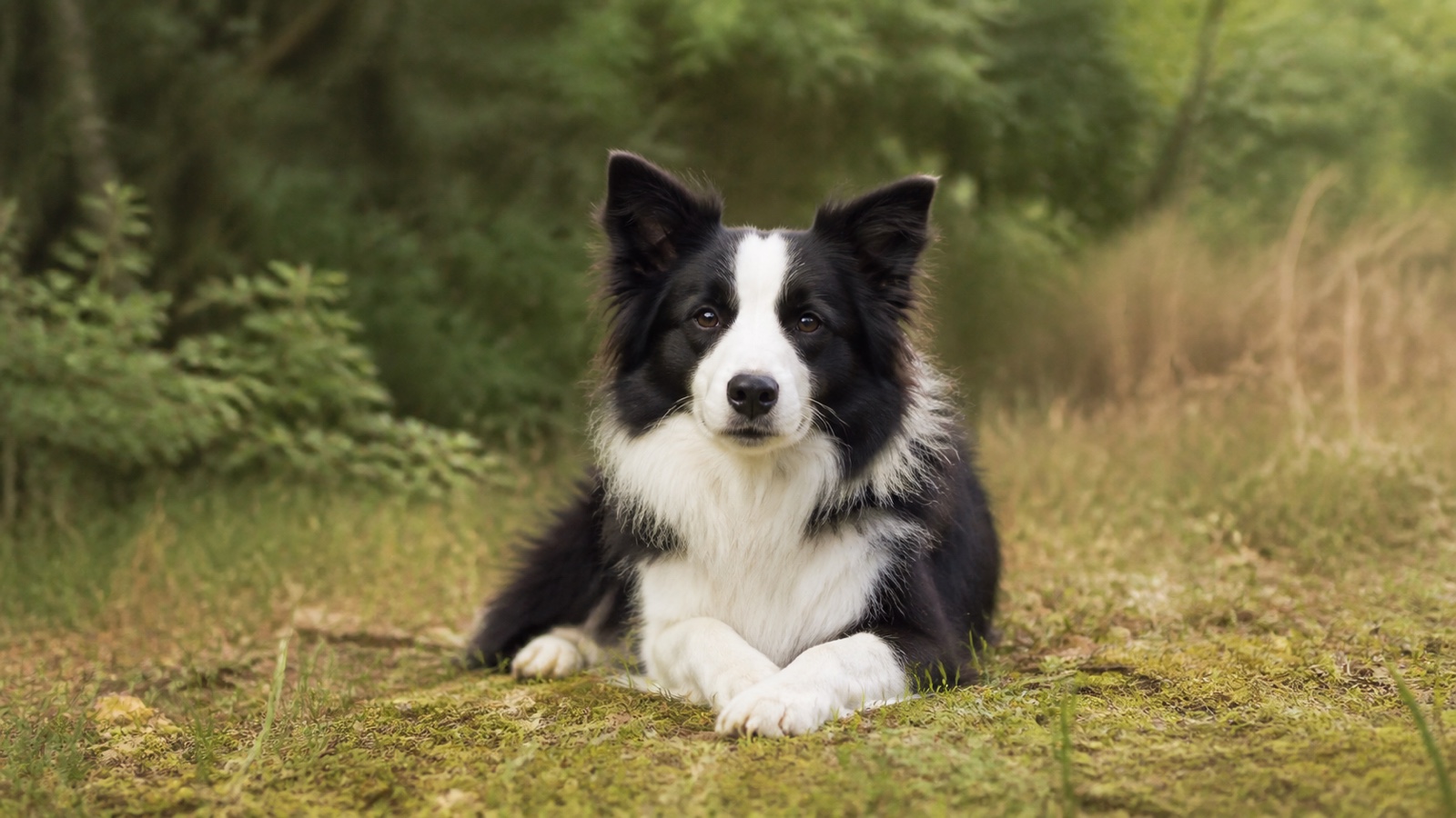 邊境牧羊犬好養嗎？活動、訓練與休息安排
