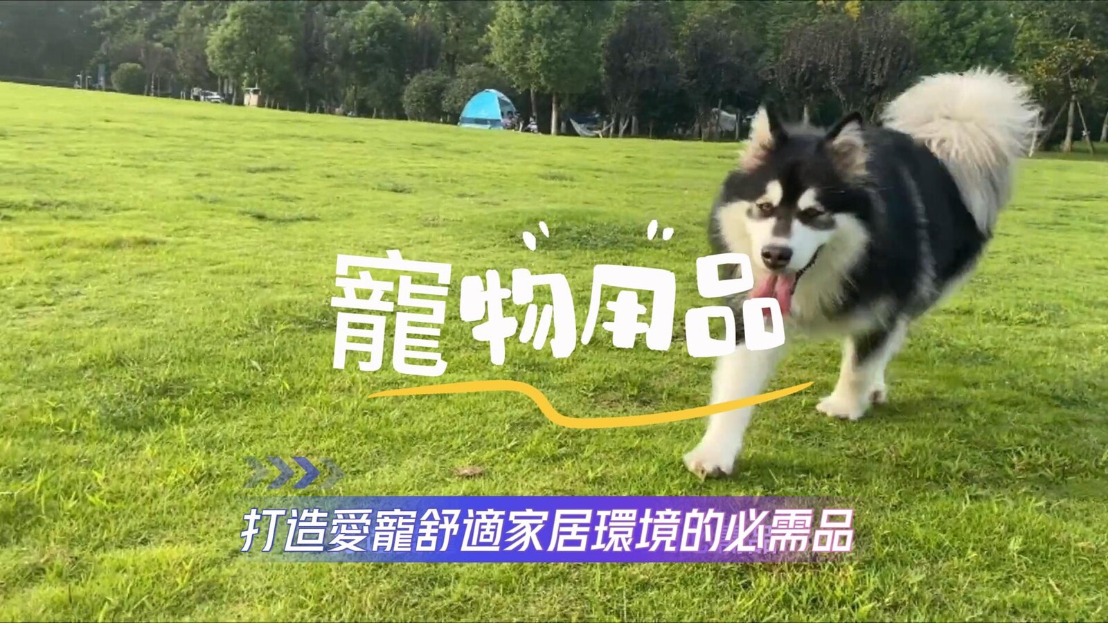 寵物用品怎麼準備？狗狗貓咪居家安全清單