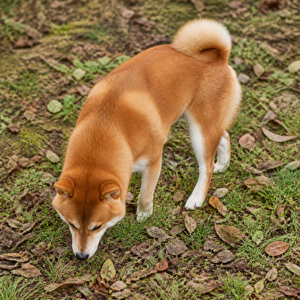 赤色柴犬在落葉草地低頭嗅聞的生成式示意情境
