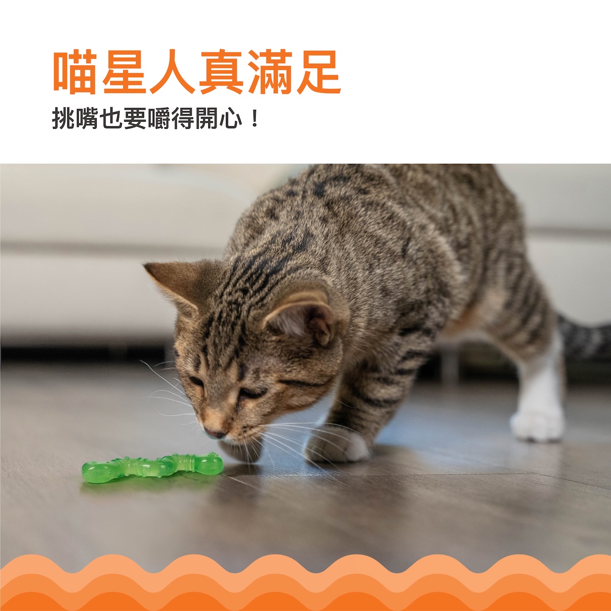 虎斑貓低頭聞著地上的綠色蟲形玩具