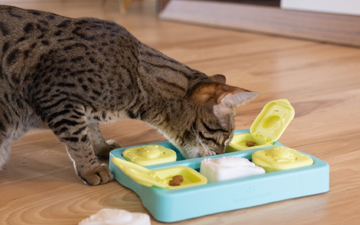 貓咪正在玩 Nina Ottosson CatPuzzle 貓咪益智玩具