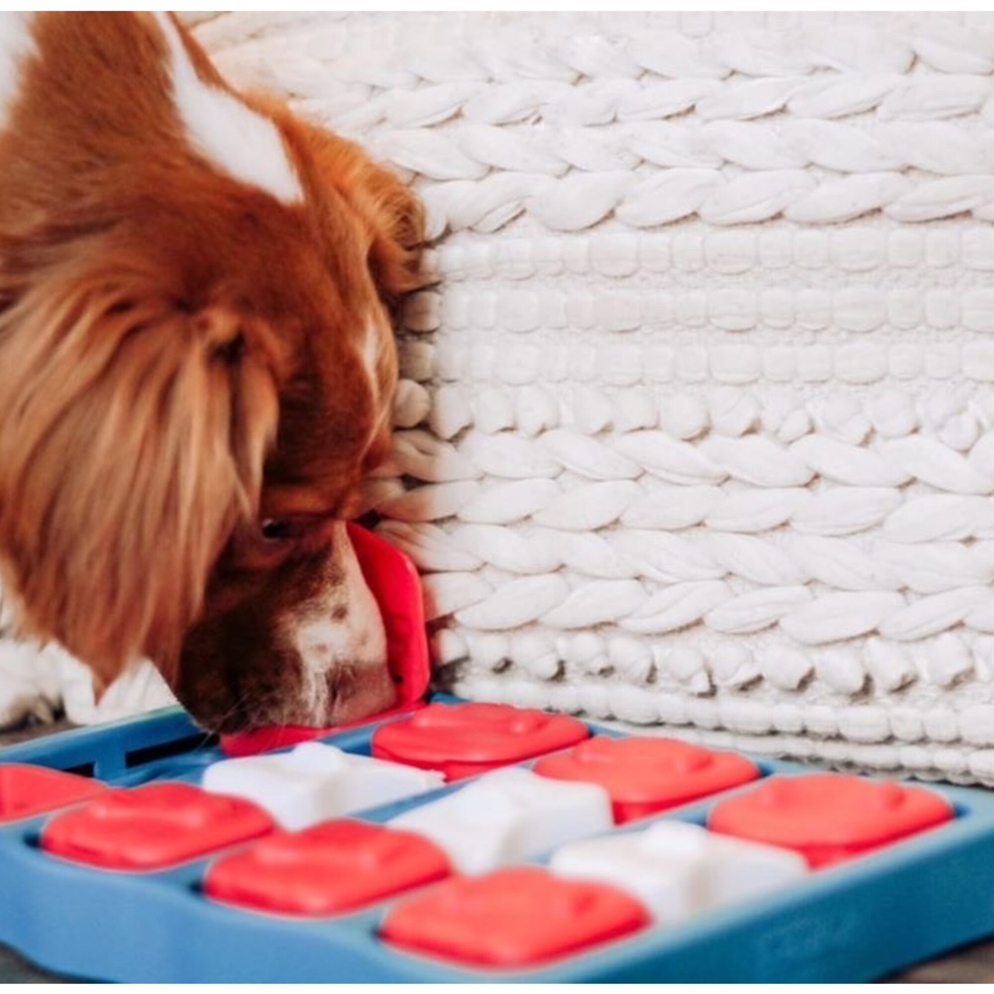狗狗正在探索 Nina Ottosson Dog Brick 67333 益智玩具