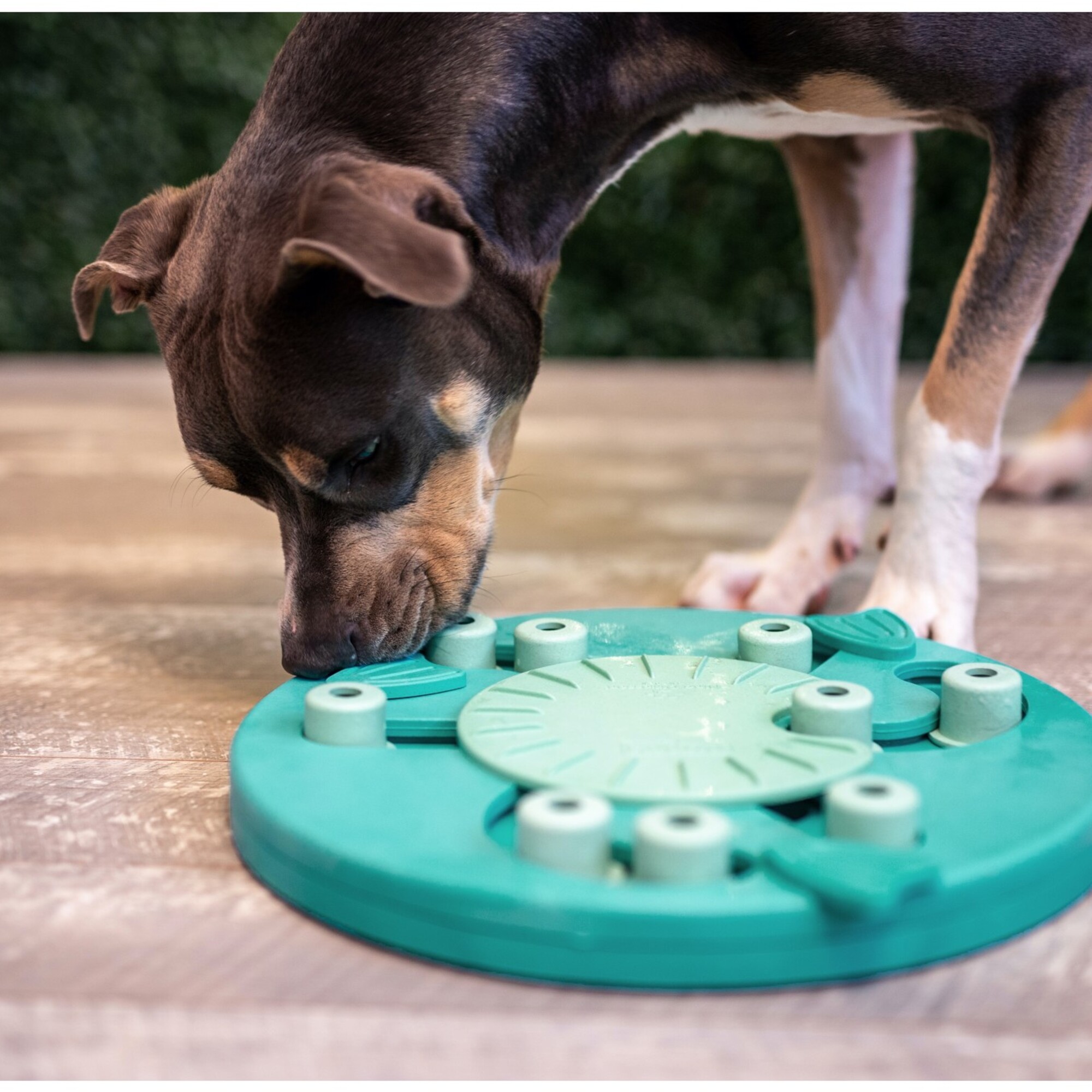 狗狗正以鼻子靠近 Nina Ottosson Dog Worker 69541 益智玩具