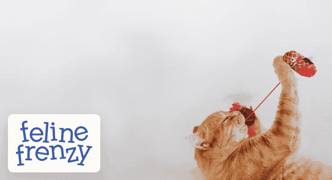 Feline Frenzy 貓玩具社交分享代表圖