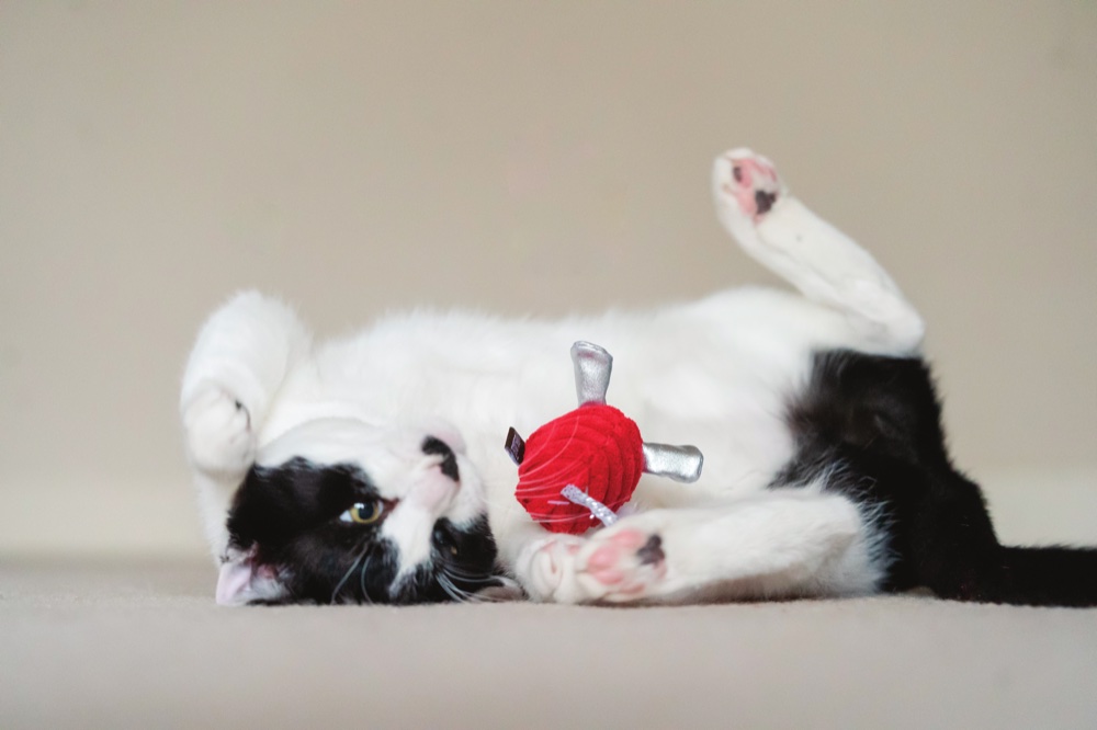 Feline Frenzy 子品牌，貓咪追逐、撲抓與嗅聞玩具