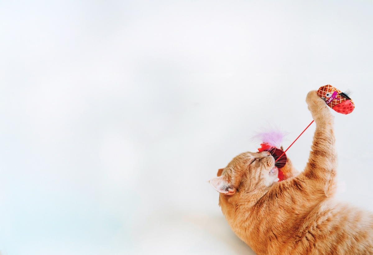 貓咪正在玩 Feline Frenzy 貓玩具