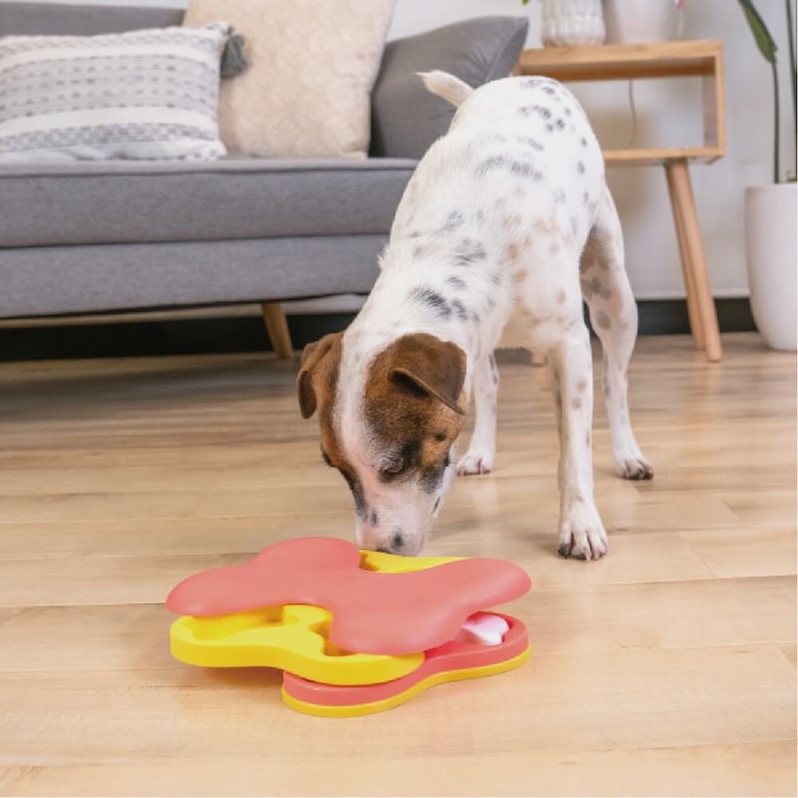 小型犬靠近旋風狗骨型旋轉盤