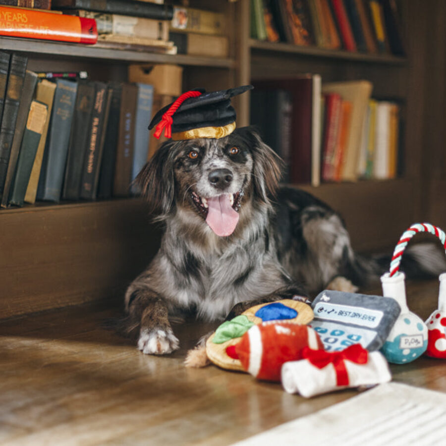 狗狗與 Back to School 開學季系列玩具