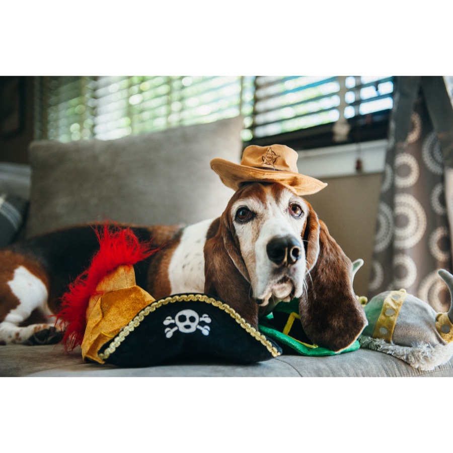 狗狗與 Mutt Hatter 警長帽拍照互動情境