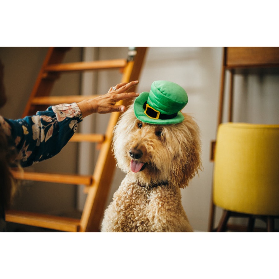 狗狗與 Mutt Hatter 小精靈帽拍照互動情境