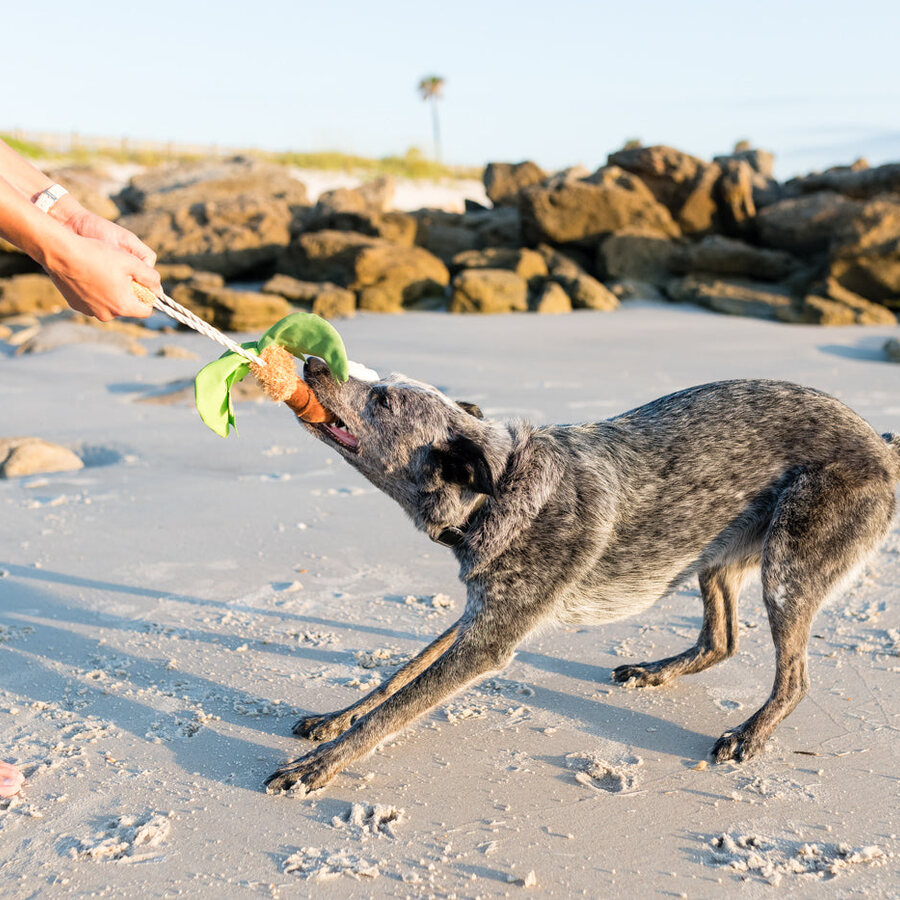 狗狗與 Tropical Paradise 拔河棕櫚樹互動